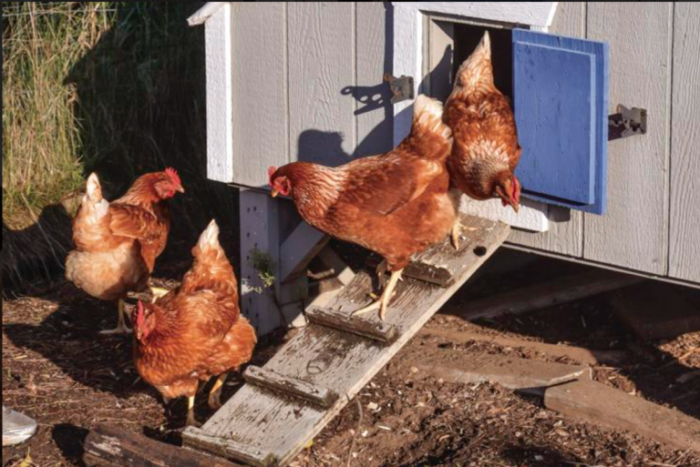 Elyria Township Livestock Ban Debate Ignites Fury