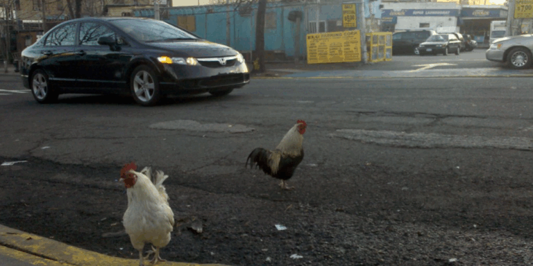 Cockfighting, Climbing Egg Costs, and Roaming Hens: Lorain Considers Legalizing Backyard Chickens