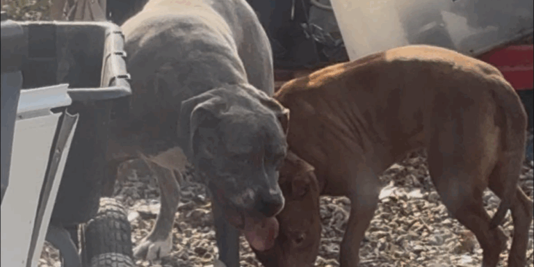 Loose Dogs Allegedly Kill Family Cat, Attempt to Charge Children on Elyria Avenue