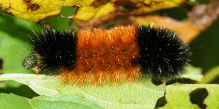 Thousands Expected to Attend 2025 Woollybear Festival in Vermilion
