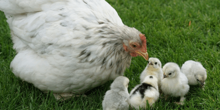 Keeping Chickens Could Bring Jail Time Under Proposed Lorain Law