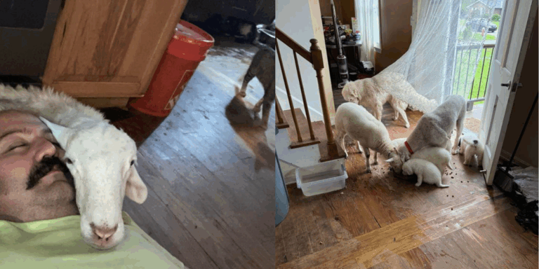 Owner Disputes Neglect Accusations After Animals Removed from Avon Home