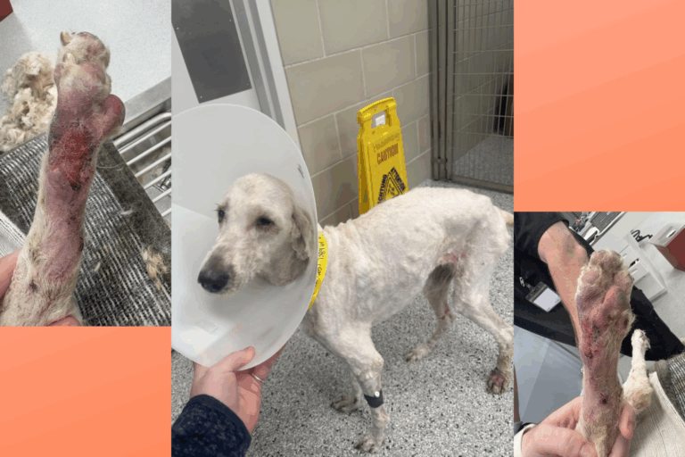 Community Rallies After Neglected Dog Found Tied to a Tree at Mill Hollow