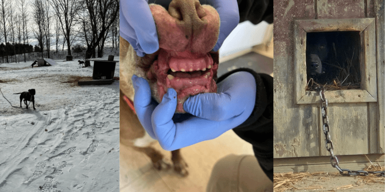 Dogs Found Tethered Outdoors With Frozen Water During Winter Storm, Removed After Investigation