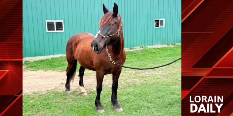 Lorain County Sheriff’s Office Introduces First Mounted Unit Horse Since 1960s