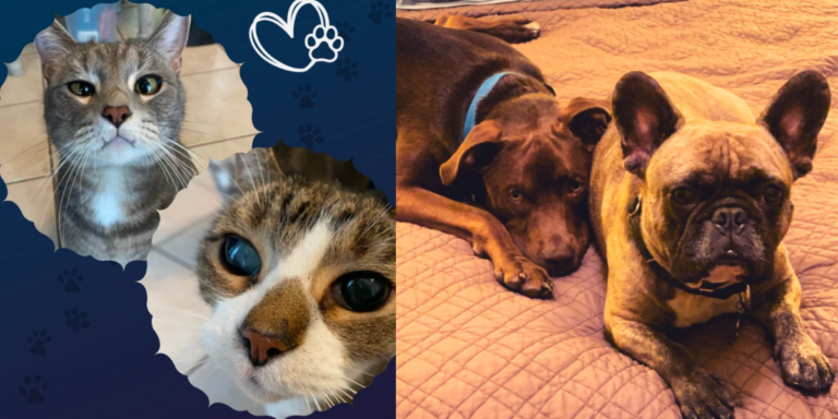 Program helps veterans keep their pets